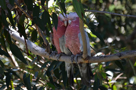 cockatoo-1047394_450